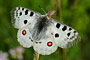 Jasoň červenooký (Parnassius apollo)