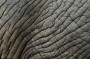 Elephant skin